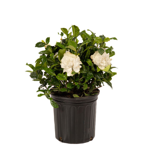 Gardenia Bush Aimee