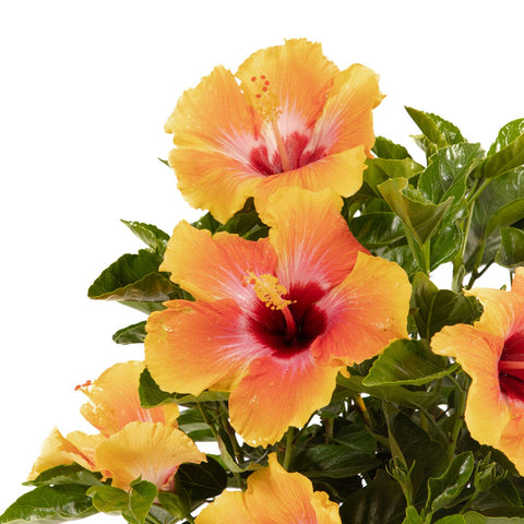 Hibiscus Bush Fiesta