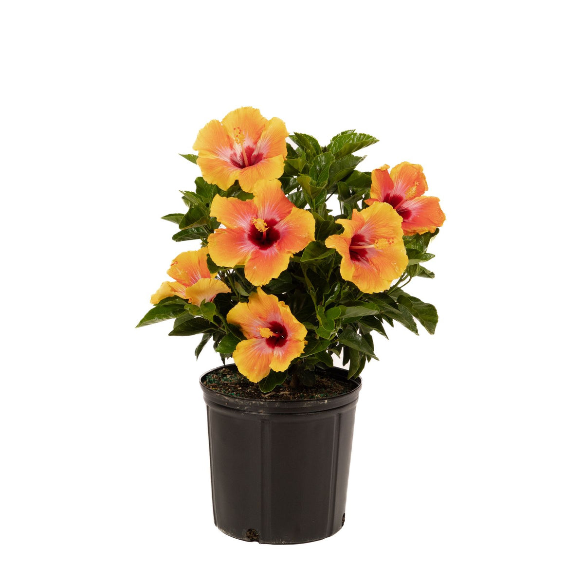 Hibiscus Hollywood Bush Fiesta