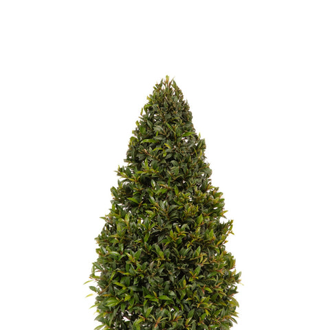 Eugenia Globulus Topiary Cone