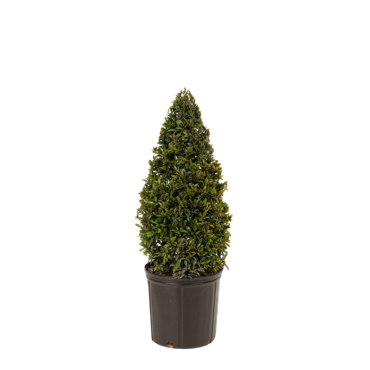 Eugenia Globulus Topiary Cone