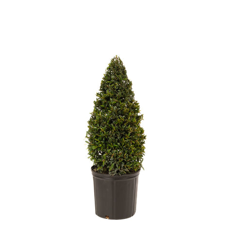 Eugenia Globulus Topiary Cone