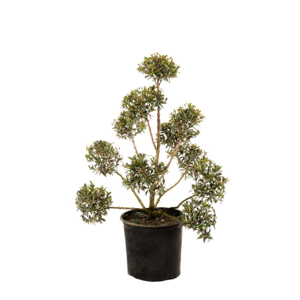 Juniper Pompon Spartan