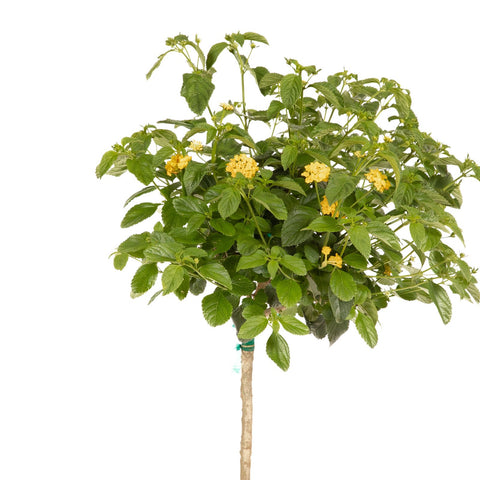 Lantana Standard Yellow