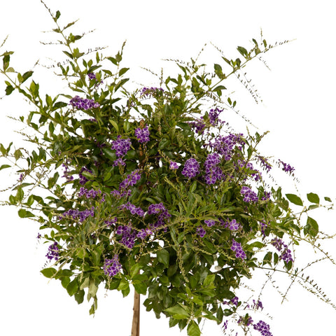 Duranta Star Purple