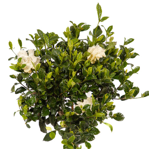 Gardenia Standard Aimee