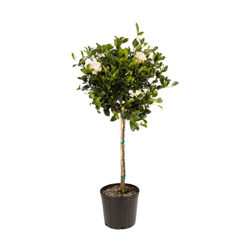 Gardenia Standard Aimee